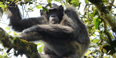 15 days uganda wildlife and activity holiday - Photo 9