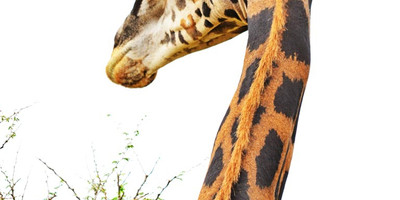 15 days uganda wildlife and activity holiday - Photo 24