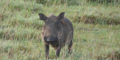 15 days uganda wildlife and activity holiday - Photo 15