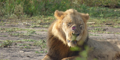 15 days uganda wildlife and activity holiday - Photo 5