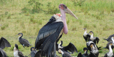 15 days uganda wildlife and activity holiday - Photo 4