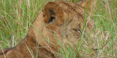 15 days uganda wildlife and activity holiday - Photo 8