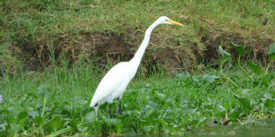15 days uganda wildlife and activity holiday - Photo 10