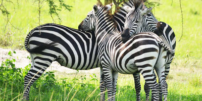 15 days uganda wildlife and activity holiday - Photo 22