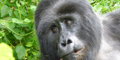 15 days uganda wildlife and activity holiday - Photo 7