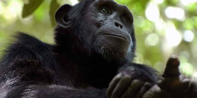 15 days gorilla and rwenzori expedition - Photo 6