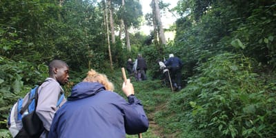 15 days gorilla and rwenzori expedition - Photo 4