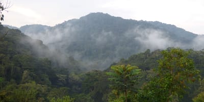 15 days gorilla and rwenzori expedition - Photo 7