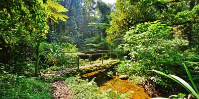 15 days gorilla and rwenzori expedition - Photo 3