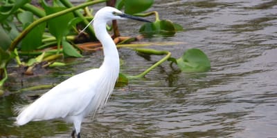 20 days uganda birding safari for albertine rift endemics - Photo 8