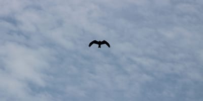 20 days uganda birding safari for albertine rift endemics - Photo 9