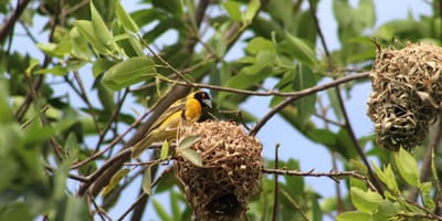 20 days uganda birding safari for albertine rift endemics - Photo 3