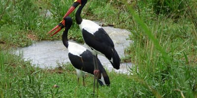 20 days uganda birding safari for albertine rift endemics - Photo 6