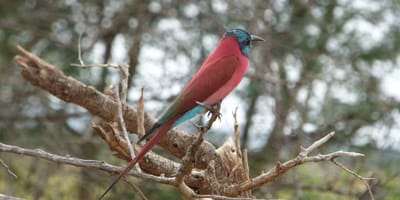 20 days uganda birding safari for albertine rift endemics - Photo 5