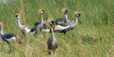 20 days uganda birding safari for albertine rift endemics - Photo 7
