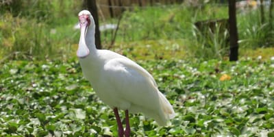 20 days uganda birding safari for albertine rift endemics - Photo 4