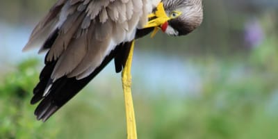 20 days uganda birding safari for albertine rift endemics - Photo 2