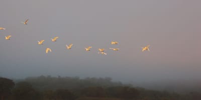 20 days uganda birding safari for albertine rift endemics - Photo 1