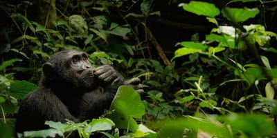 19 days uganda rwanda primates & wildlife safari - Photo 2