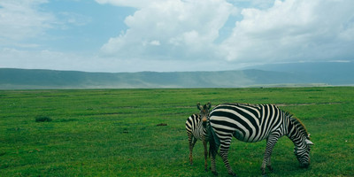2- day fly-in safari from zanzibar - Photo 1