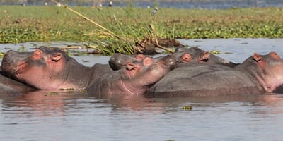 2-day ngorongoro- materuni & kikuletwa hotspring safari - Photo 1