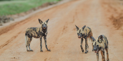2-day selous (nyerere national park) safari package – game drives & boat safari - Photo 7