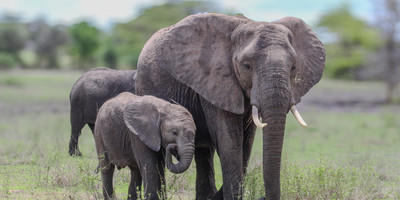 2-day selous (nyerere national park) safari package – game drives & boat safari - Photo 1