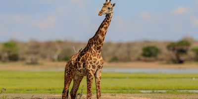 2-day selous (nyerere national park) safari package – game drives & boat safari - Photo 3
