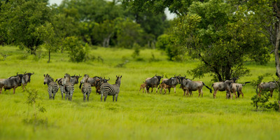 2-day selous (nyerere national park) safari package – game drives & boat safari - Photo 4