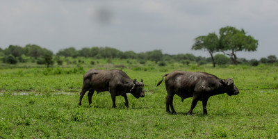 2-day selous (nyerere national park) safari package – game drives & boat safari - Photo 5