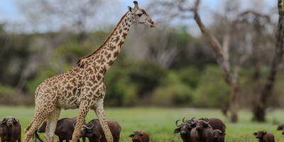 2-day selous (nyerere national park) safari package – game drives & boat safari - Photo 2