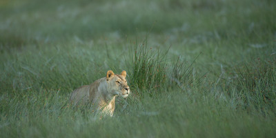 2-day tarangire & ngorongoro safari from zanzibar - Photo 1