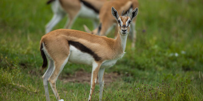 2-day tarangire & ngorongoro safari from zanzibar - Photo 3