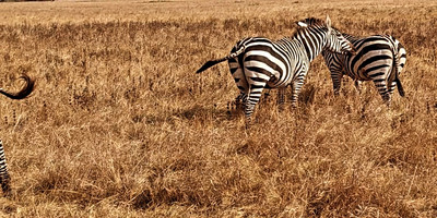 2 days akagera national park visit - Photo 7