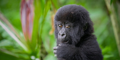 2 days akagera national park visit - Photo 5