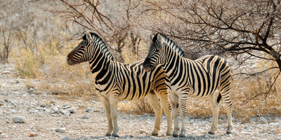 2- days arusha & tarangire tanzania safari - Photo 1