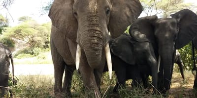 2 days budget camping safari tarangire and ngorongoro - Photo 3