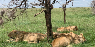 2 days national park ngorongoro crater & tarangire: - Photo 7