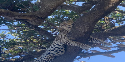 2 days national park ngorongoro crater & tarangire: - Photo 8