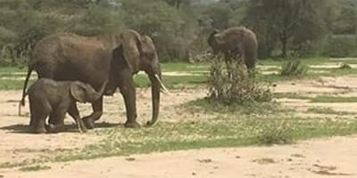 2 days safari ( lake manyara or tarangire& ngorongoro crater - Photo 2