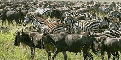 2 days tanzania sharing safari - Photo 5