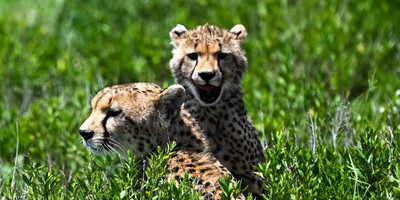 2 days tarangire national park and ngorongoro crater - mid range - Photo 12