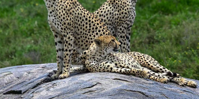 2 days tarangire national park and ngorongoro crater - mid range - Photo 11