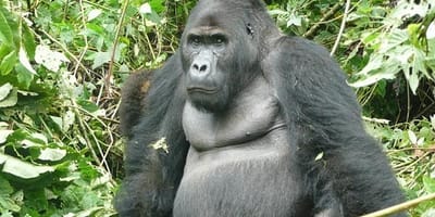 2 days uganda gorilla safari - Photo 1