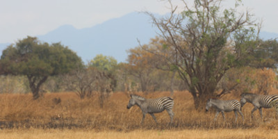 2day mikumi safari offer - Photo 8