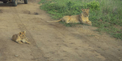 2day mikumi safari offer - Photo 11