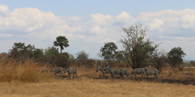 2day mikumi safari offer - Photo 7