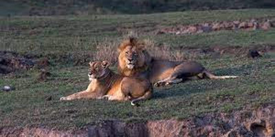 3 day 2 nights baobab experience safaris-tanzania - Photo 11