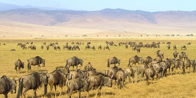 3 day 2 nights baobab experience safaris-tanzania - Photo 15