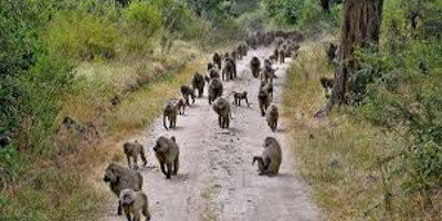 3 day 2 nights baobab experience safaris-tanzania - Photo 19